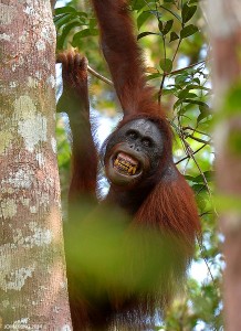 Trans Borneo Expedition 2014         